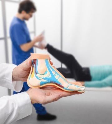 Podiatrist holding a model of a foot.